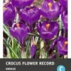 Intratuin Bloembollen Krokus (Crocus 'Flower Record') 15 Stuks -Tuin Planten Winkel 8717263341918 1 1