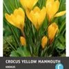 Intratuin Bloembollen Krokus (Crocus 'Yellow Mammouth') 15 Stuks 2 Intratuin Bloembollen Krokus (Crocus 'Yellow Mammouth') 15 Stuks -Tuin Planten Winkel 8717263341932 1 1