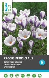 Intratuin Bloembollen Krokus (Crocus 'Prins Claus') 25 Stuks