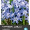 Intratuin Bloembollen Sneeuwroem (Chionodoxa Lucilea) 25 Stuks 1 Intratuin Bloembollen Sneeuwroem (Chionodoxa Lucilea) 25 Stuks -Tuin Planten Winkel 8717263342137 1 1