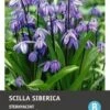 Intratuin Bloembollen Sterhyacint (Scilla Siberica) 20 Stuks 1 Intratuin Bloembollen Sterhyacint (Scilla Siberica) 20 Stuks -Tuin Planten Winkel 8717263342144 1 1