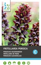 Intratuin Bloembollen Persische Keizerskroon (Fritillaria Persica)