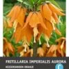 Intratuin Bloembollen Keizerskroon (Fritillaria Imperialis 'Aurora') -Tuin Planten Winkel 8717263342298 1 1