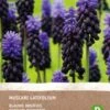 Intratuin Biologische Bloembollen Blauw Druifje (Muscari Latifolium) 10 Stuks -Tuin Planten Winkel 8717263342649 1