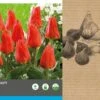 Intratuin Bloembollen Tulp (Tulipa 'Oriental Beauty') 25 Stuks -Tuin Planten Winkel 8717263342687 2