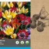 Intratuin Bloembollen Tulp (Tulipa 'Wild Wonders') Rood, Oranje, Geel 40 Stuks -Tuin Planten Winkel 8717263342724 2