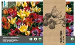 Intratuin Bloembollen Tulp (Tulipa 'Wild Wonders') Rood, Oranje, Geel 40 Stuks