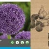 Intratuin Bloembollen Sierui (Allium 'Globemaster') 2 Stuks -Tuin Planten Winkel 8717263342779 2