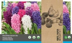 Intratuin Bloembollen Hyacint (Hyacinthus 'Delight') Gemengd 12 Stuks -Tuin Planten Winkel 8717263342786 2