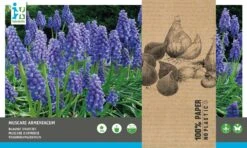 Intratuin Bloembollen Blauw Druifje (Muscari Armeniacum) 75 Stuks -Tuin Planten Winkel 8717263342816 1 1