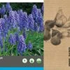 Intratuin Bloembollen Blauw Druifje (Muscari Armeniacum) 75 Stuks -Tuin Planten Winkel 8717263342816 2 1