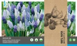 Intratuin Bloembollen Blauw Druifje (Muscari) Blauw, Wit 40 Stuks -Tuin Planten Winkel 8717263342823 1 1