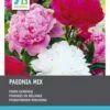 Intratuin Pioenroos Knol (Paeonia) 3 Stuks -Tuin Planten Winkel 8717263345039 1 1