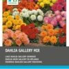 Intratuin Dahlia Knol (Dahlia 'Gallery') Laag Mix 5 Stuks -Tuin Planten Winkel 8717263345190 1