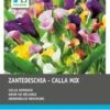Intratuin Calla Knol (Zantedeschia) Mix 4 Stuks 2 Intratuin Calla Knol (Zantedeschia) Mix 4 Stuks -Tuin Planten Winkel 8717263345220 1