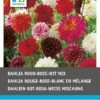 Intratuin Dahlia Knol (Dahlia) Rood Wit Roze Gemengd 5 Stuks 2 Intratuin Dahlia Knol (Dahlia) Rood Wit Roze Gemengd 5 Stuks -Tuin Planten Winkel 8717263345237 1