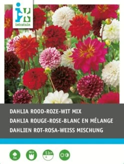 Intratuin Dahlia Knol (Dahlia) Rood Wit Roze Gemengd 5 Stuks