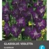Intratuin Bloembollen Gladiool (Gladiolen 'Violetta') 10 Stuks 1 Intratuin Bloembollen Gladiool (Gladiolen 'Violetta') 10 Stuks -Tuin Planten Winkel 8717263345282 1