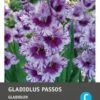 Intratuin Bloembollen Gladiool (Gladiolen 'Passos') 10 Stuks -Tuin Planten Winkel 8717263345305 1