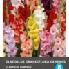 Intratuin Bloembollen Gladiool (Gladiolus Grandiflora) 10 Stuks 1 Intratuin Bloembollen Gladiool (Gladiolus Grandiflora) 10 Stuks -Tuin Planten Winkel 8717263345343 1 1