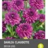 Intratuin Dahlia Knol (Dahlia Deco 'Claudette') -Tuin Planten Winkel 8717263345367 1