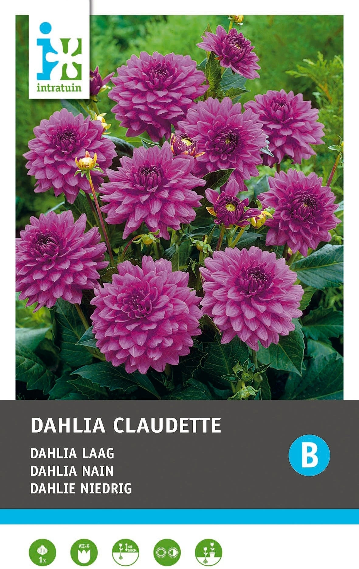 Intratuin Dahlia Knol (Dahlia Deco 'Claudette') 4 Intratuin Dahlia Knol (Dahlia Deco 'Claudette') - Afbeelding 2