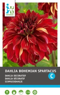 Intratuin Dahlia Knol (Dahlia 'Bohemian Spartacus') 5 Intratuin Dahlia Knol (Dahlia 'Bohemian Spartacus') -Tuin Planten Winkel 8717263345374 1 2