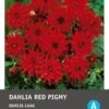 Intratuin Dahlia Knol (Dahlia Cactus 'Red Pigmy') -Tuin Planten Winkel 8717263345398 1
