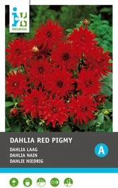 Intratuin Dahlia Knol (Dahlia Cactus 'Red Pigmy')
