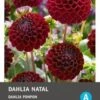 Intratuin Dahlia Knol (Dahlia Pompon 'Natal') -Tuin Planten Winkel 8717263345473 1 1