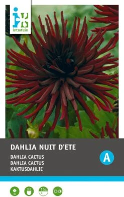 Intratuin Dahlia Knol (Dahlia Cactus 'Nuit D'ete') -Tuin Planten Winkel 8717263345558 1 1