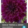 Intratuin Dahlia Knol (Dahlia 'Thomas Edison') -Tuin Planten Winkel 8717263345695 1 1