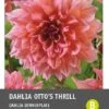 Intratuin Dahlia Knol (Dahlia 'Otto's Thrill') 1 Intratuin Dahlia Knol (Dahlia 'Otto's Thrill') -Tuin Planten Winkel 8717263345718 1