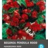Intratuin Begonia Knol (Begonia Pendula) Rood 3 Stuks -Tuin Planten Winkel 8717263345732 1