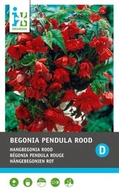 Intratuin Begonia Knol (Begonia Pendula) Rood 3 Stuks