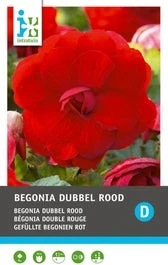 Intratuin Begonia Knol (Begonia Grandiflora) Rood 3 Stuks