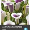 Calla (Zantedeschia 'Picasso') 2 Stuks -Tuin Planten Winkel 8717263345817 0