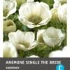 Intratuin Anemoon Knol (Anemone Single 'The Bride') 25 Stuks -Tuin Planten Winkel 8717263345886 1