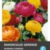 Intratuin Bloemknol Ranonkel (Ranunculus) Gemengd 15 Stuks -Tuin Planten Winkel 8717263345916 1 1