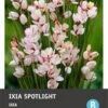 Intratuin Bloembol Ixia (Ixia 'Spotlight') 25 Stuks -Tuin Planten Winkel 8717263345947 1 1