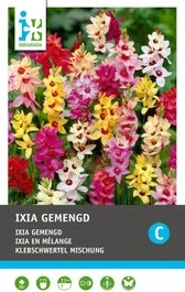 Intratuin Bloembollen Ixia (Ixia) Gemengd 30 Stuks