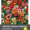 Zigeunerbloem (Sparaxis Mixed) 40 Stuks 1 Zigeunerbloem (Sparaxis Mixed) 40 Stuks -Tuin Planten Winkel 8717263345978 1