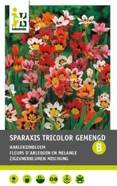 Zigeunerbloem (Sparaxis Mixed) 40 Stuks