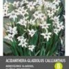 Intratuin Bloembollen Abbessijnse Gladiool (Acidanthera Gladiolus 'Callian') 25 Stuks -Tuin Planten Winkel 8717263346029 1 1