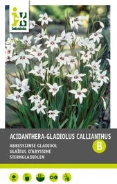 Intratuin Bloembollen Abbessijnse Gladiool (Acidanthera Gladiolus 'Callian') 25 Stuks