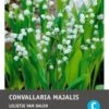 Intratuin Lelietje-van-Dalen Knol (Convallaria Majalis) 3 Stuks -Tuin Planten Winkel 8717263346036 0 1