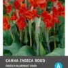 Intratuin Indisch Bloemriet Knol (Canna Indica 'Greenleaves') Rood 2 Stuks -Tuin Planten Winkel 8717263346081 1 1