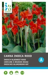 Intratuin Indisch Bloemriet Knol (Canna Indica 'Greenleaves') Rood 2 Stuks