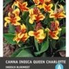 Intratuin Knol Indisch Bloemriet (Canna Indica 'Lucifer') 2 Stuks -Tuin Planten Winkel 8717263346098 1