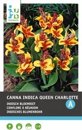 Intratuin Knol Indisch Bloemriet (Canna Indica 'Lucifer') 2 Stuks